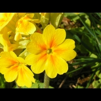 Primula Canescens (fam. Primulacees) (03)